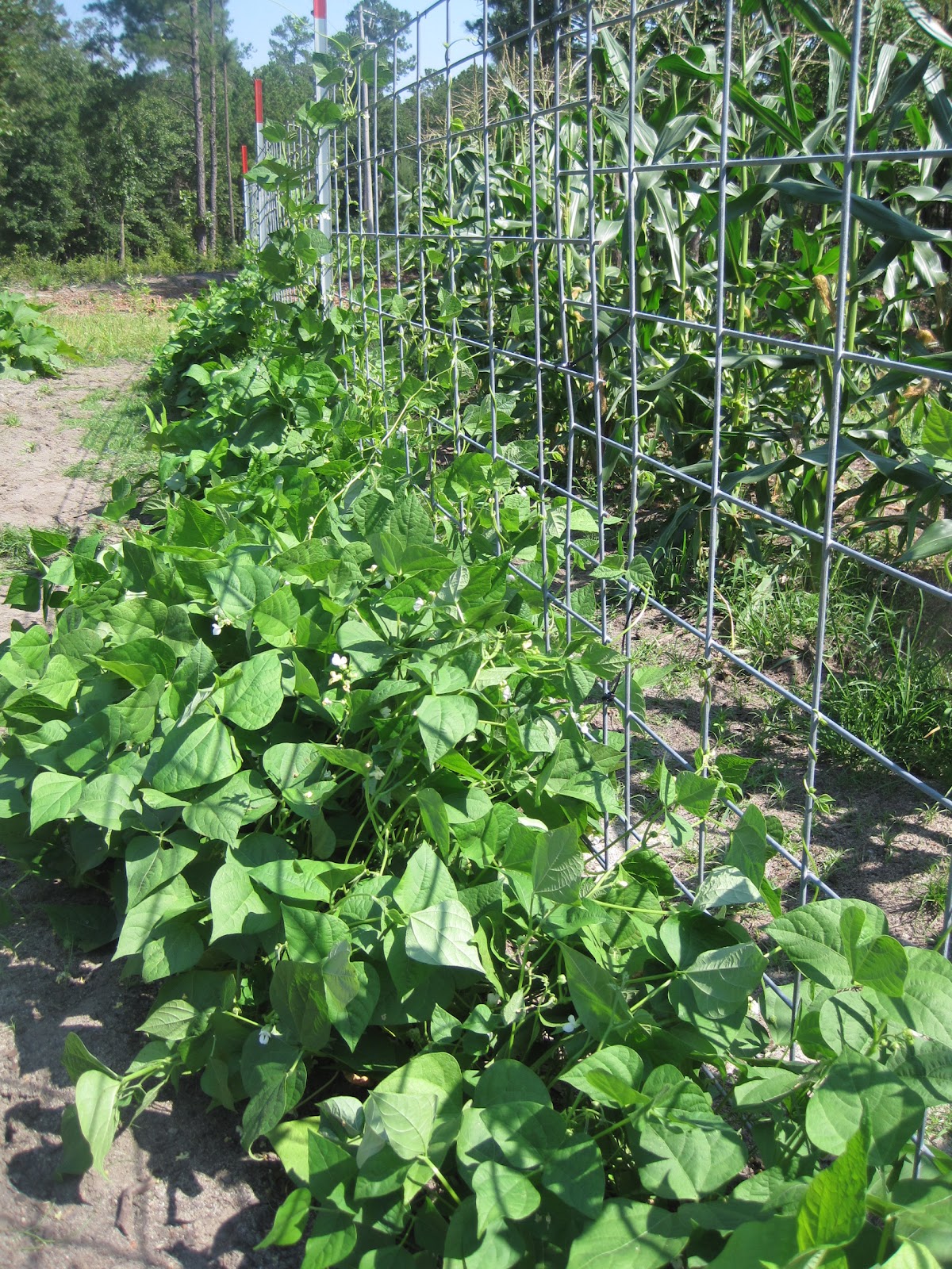Okra Hill Farm Green Bean Galore