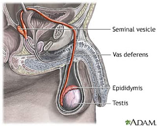 Vas deferens