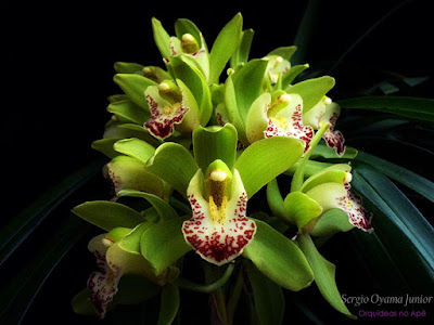 Orquídea Cymbidium híbrida Orquídea Cymbidium híbrida