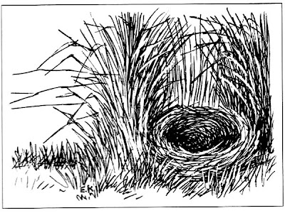 el nido de la Loica común Sturnella loyca