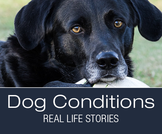 Dog Conditions - Real-Life Stories: Jake Is In Pain After Eating