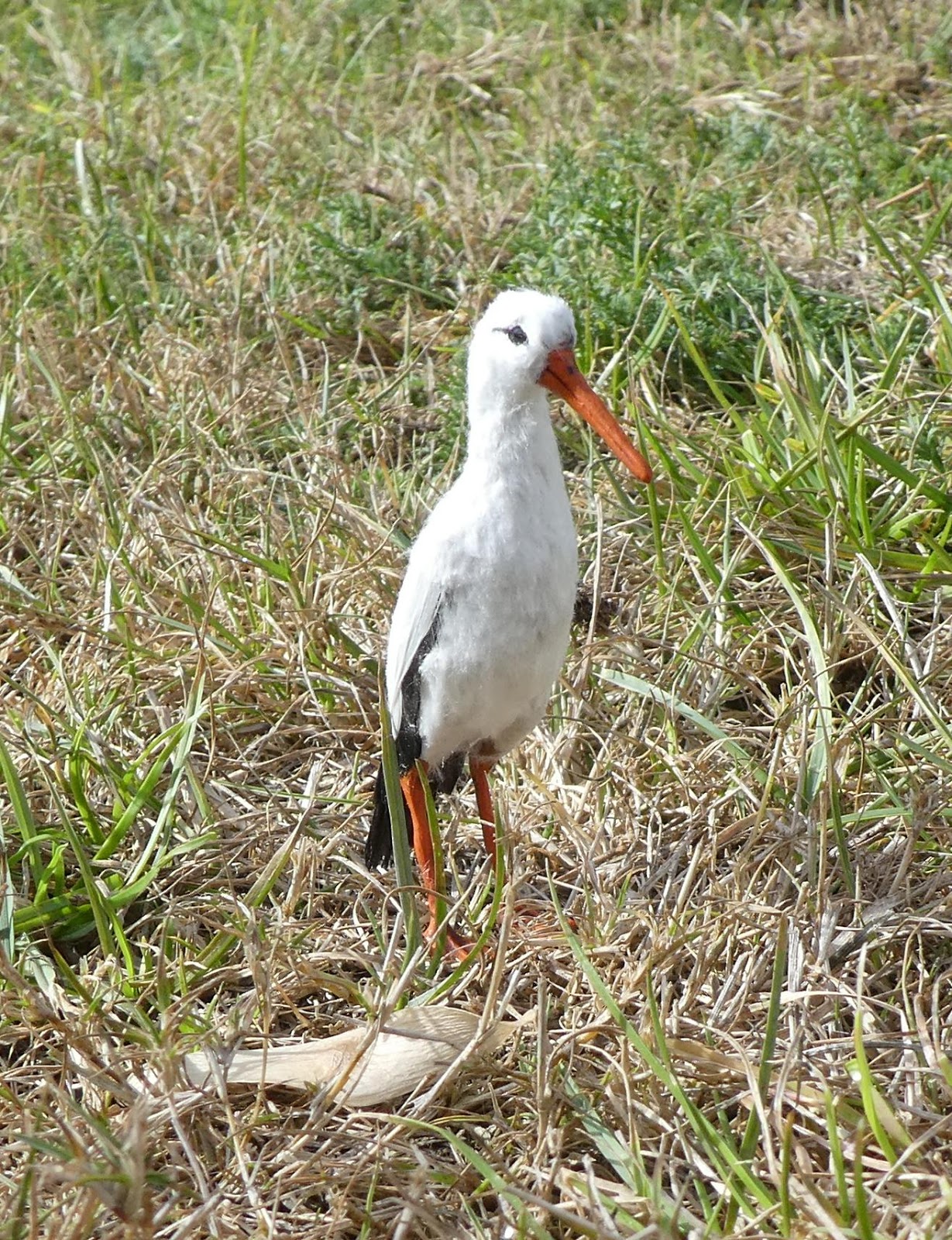 Miniarche neues für Satzvey