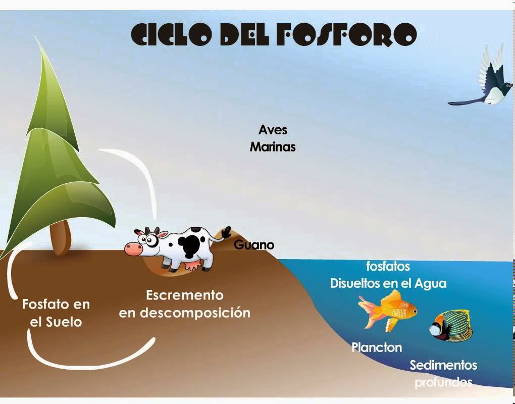 ECOLOGIA: CICLOS BIOGEOQUIMICOS