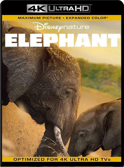 Elephant (2020) 4K 2160p UHD [HDR] Latino [GoogleDrive]