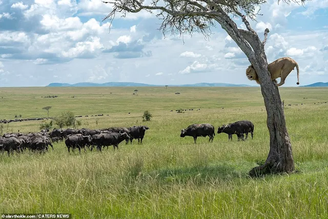 Scared male lion waits for a herd of buffalo to go in the Masai Mara, Kenya