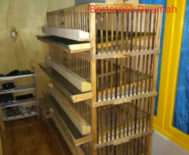 Cara membuat Kandang Puyuh Model Dari Bambu