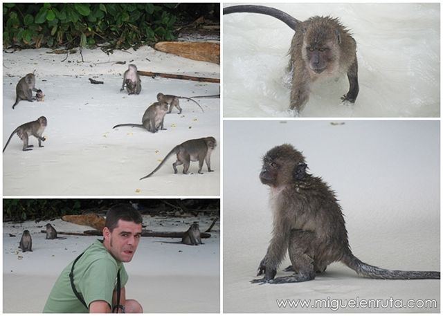Monkey-Island-Tailandia