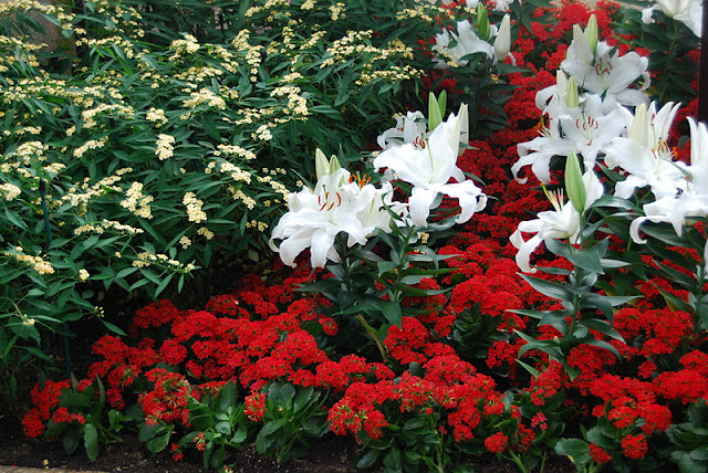 Mini white lilies among the bedding plants