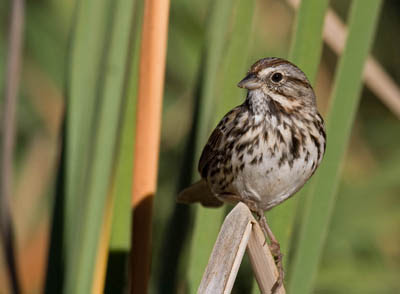 Photo of Song Sparrow in cattails Photo of Song Sparrow in cattails