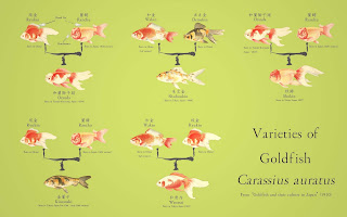 シンゴニウム:お手入れ、種類、繁殖方法 - シンゴニウムの繁殖方法