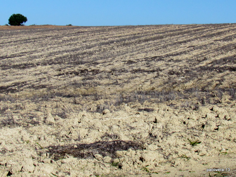 CH´USAY Complejo Endorreico de Puerto Real