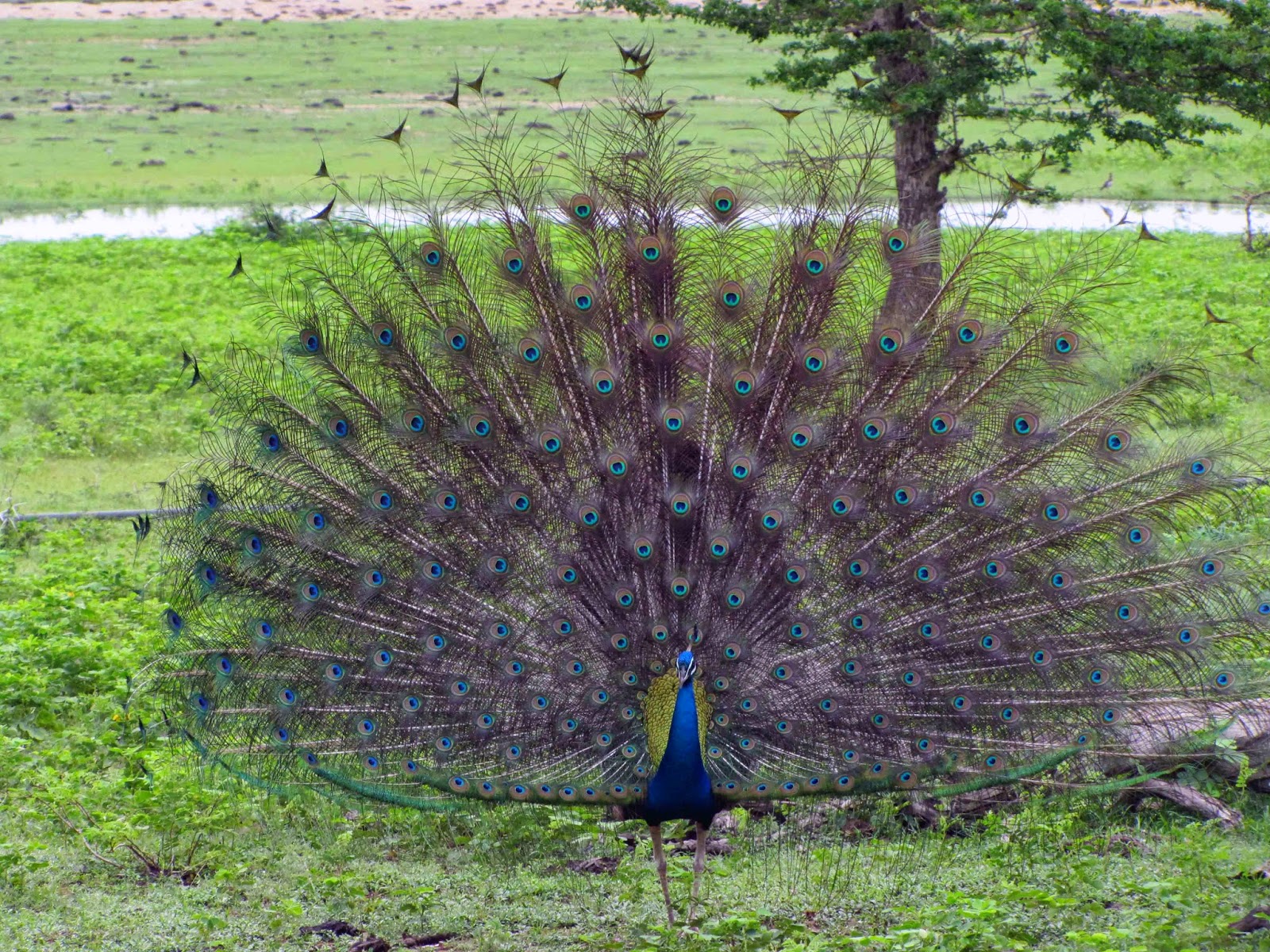 Sri Lanka Tour Packages. Vacation Packages Sri Lanka Wildlife Tour