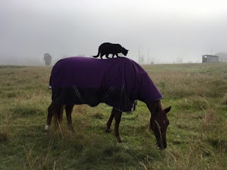 Gato adoptado que creció en un refugio hace su primer amigo: un caballo