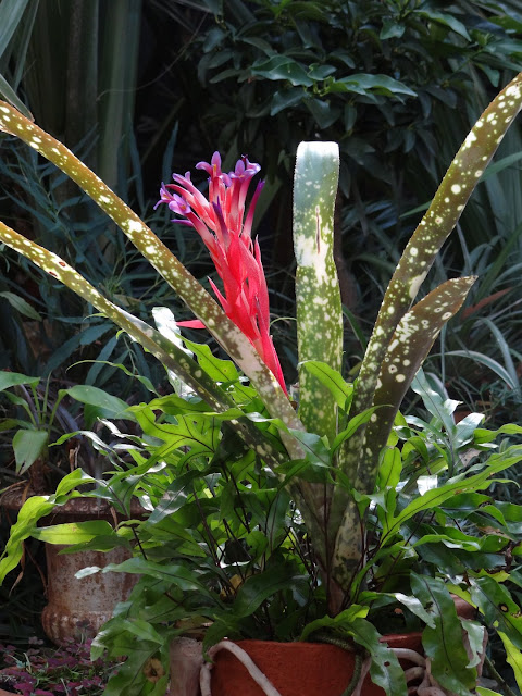 Billbergia 'Fantasia' DSC08422