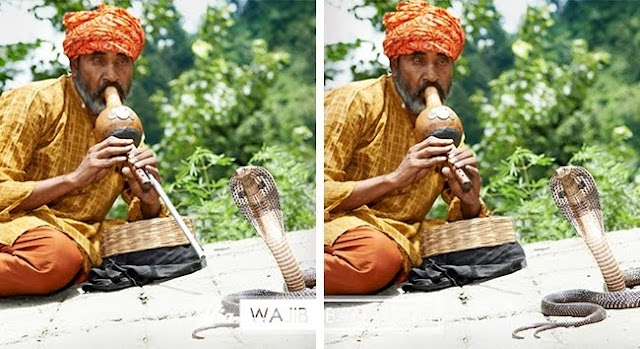 Hanya Orang yang Paling Jelih yang Dapat Temukan Perbedaan Di Tiap Gambar Ini, Berani Coba?