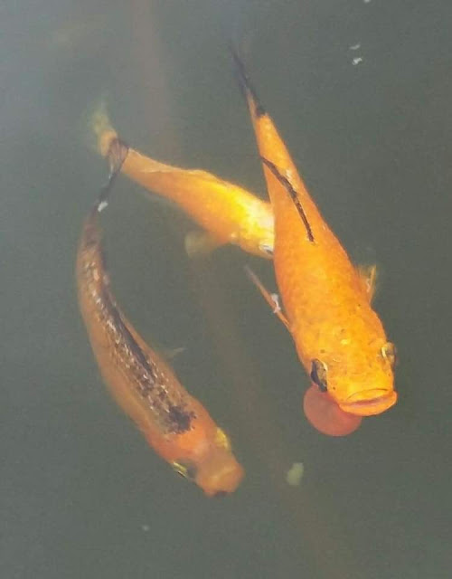 koi fish