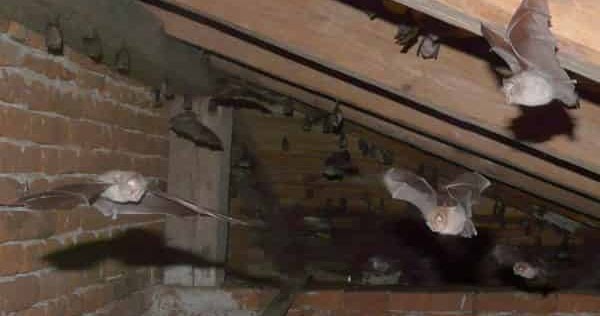 Cara Mengusir Kelelawar Di Atap Rumah