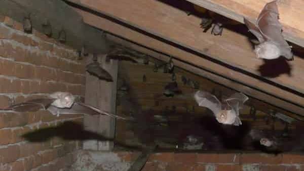 Cara Mengusir Kelelawar Di Atap Rumah