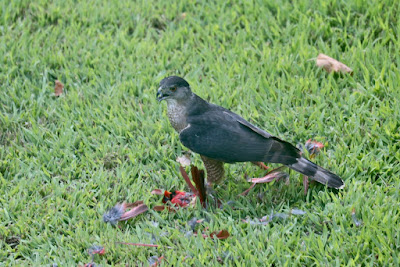 Julie Zickefoose On Blogspot