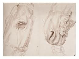 Deux études partielles d'une tête de cheval bridée, sculptural study by Edme Bouchardon