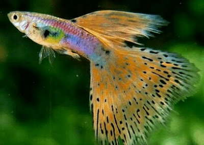 ikan guppy