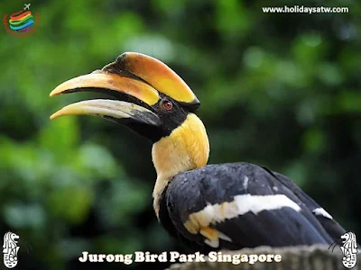 Activities to do in Jurong Bird Park, Singapore