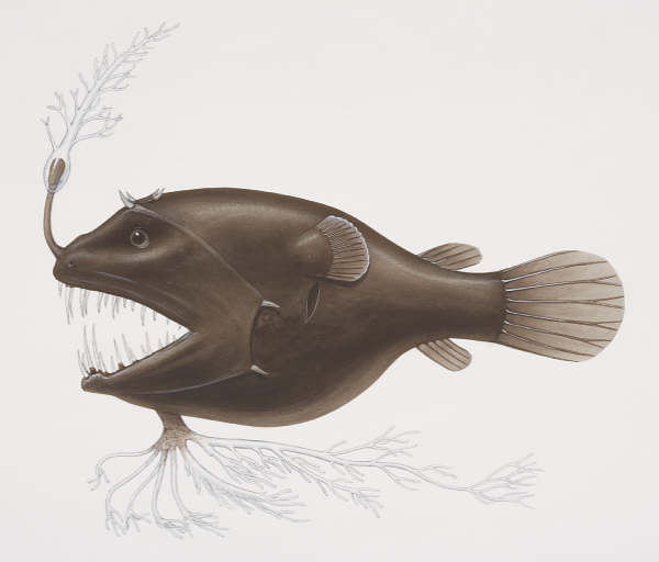 Linophryne brevibarbata. Giganturidae рыба глубоководная. Рыба удильщик. Рыба удильщик. Рыбка с фонарем.