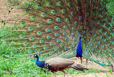 Birds in Kanha National Park Birds in Kanha National Park