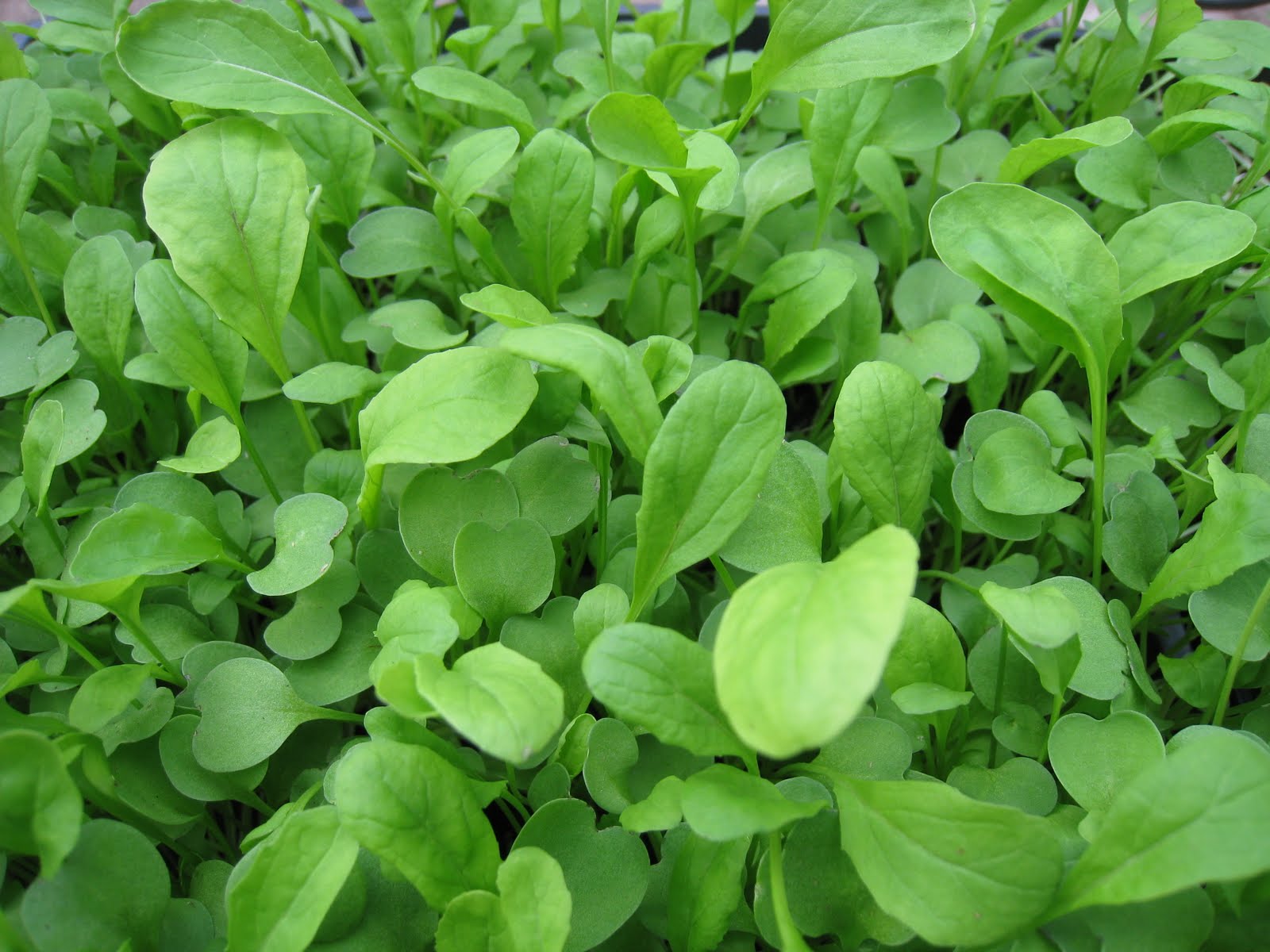 Christina's Garden arugula microgreens