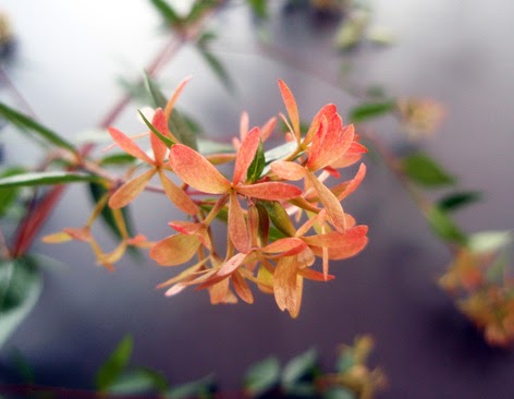 cálices de la abelia muy decorativos