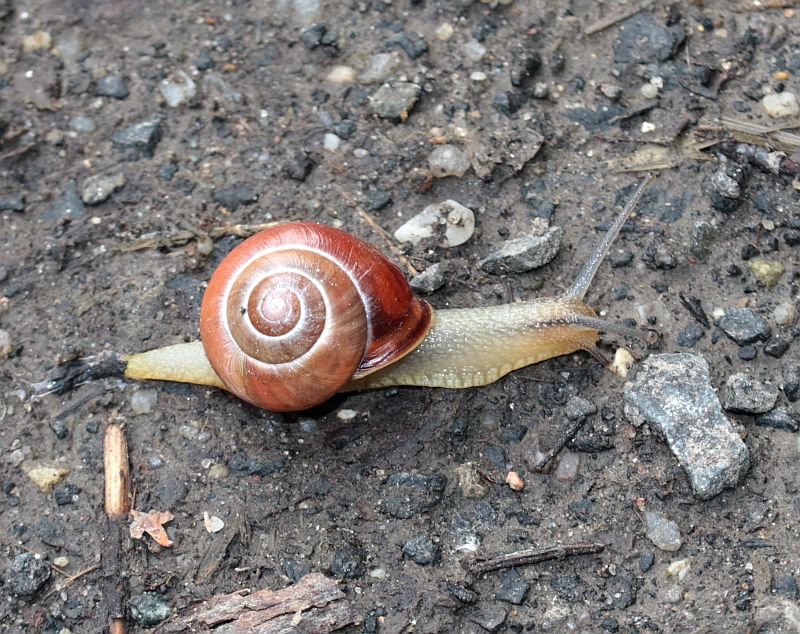 Naturwunder GartenSchnirkelschnecke