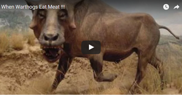 When Warthogs Eat Meat !!! - newspost