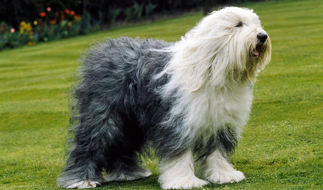 Top 8 Shaggy dog breeds