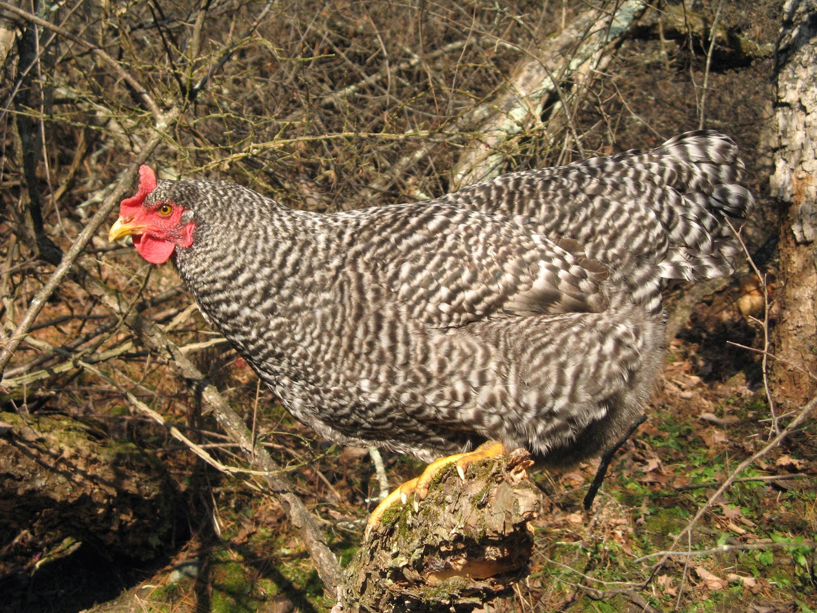 Animal Instinct Wood Hens