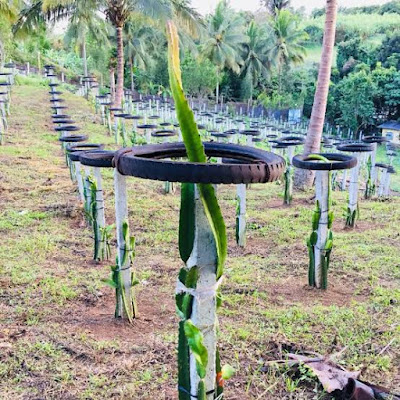 Budidaya Buah Naga Budidaya Buah Naga