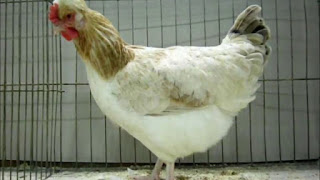 Sulmtaler Chicken Images, Eggs, Facts, Lifespan, Price