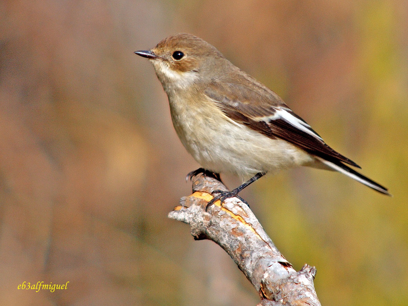 Miguel fotografia: Papamoscas cerrojillo, (Ficedula hypoleuca)