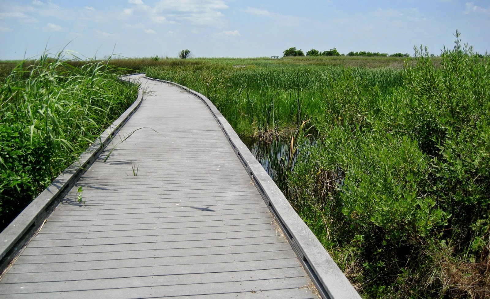 Living Rootless Louisiana Sabine Wildlife Refuge