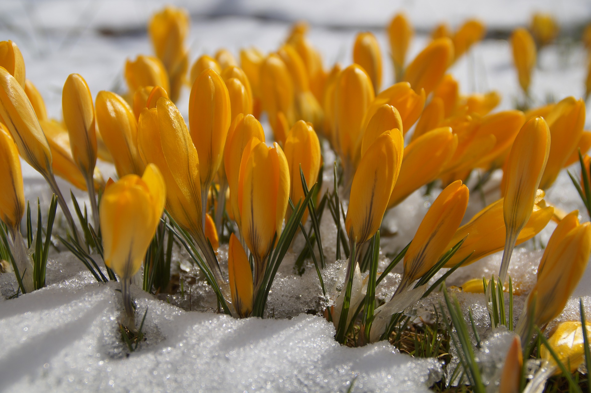 winter gardening