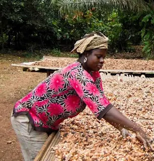 Drying cocoa beans in the sun in Ghana