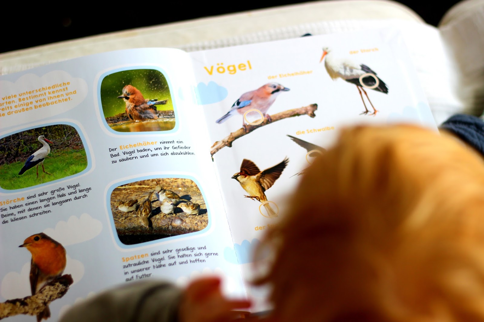 Jetzt gibt's was auf die Ohren! - Tiergeräusche zum Lernen und Lauschen