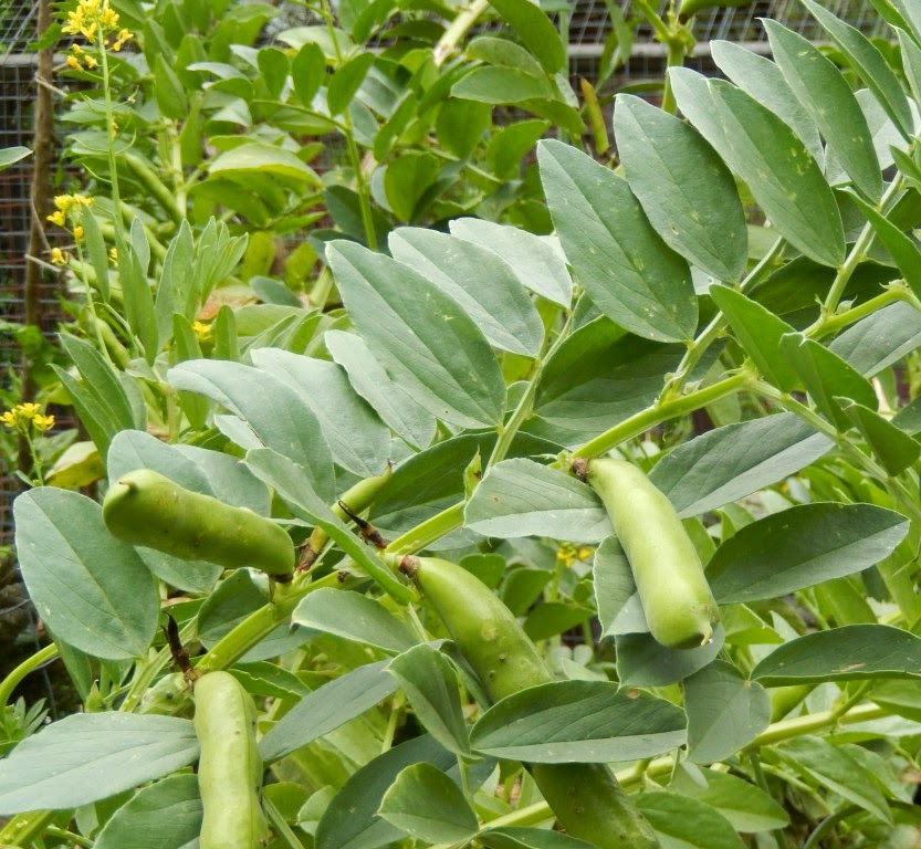 The Garden at Possum Creek Doublepodded broadbeans and attractive