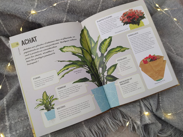 Arrêtez d’assassiner vos plantes d'intérieurs !  Larousse Arrêtez d’assassiner vos plantes d'intérieurs !  Larousse