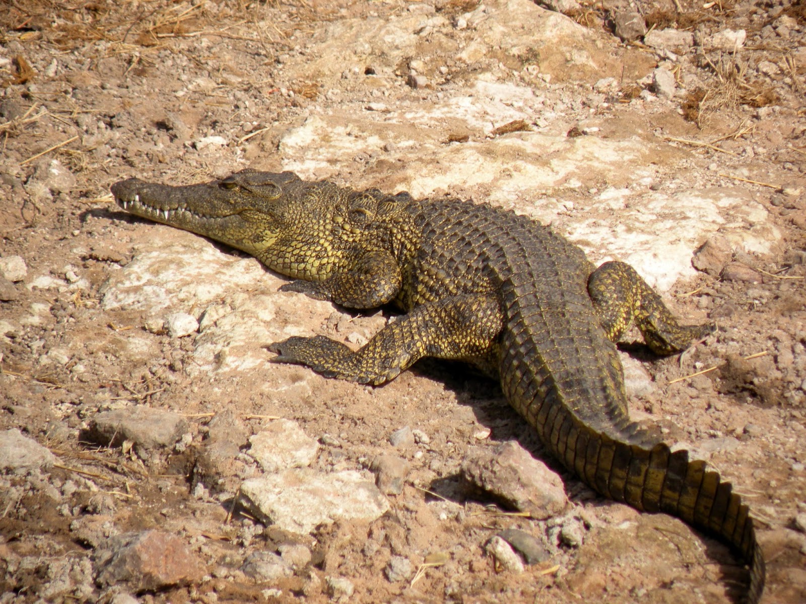 viajar a ratos Parque Nacional de Chobe en Botsuana