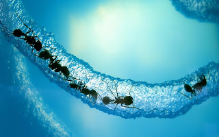 3d ants images, cool, amazing desktop 