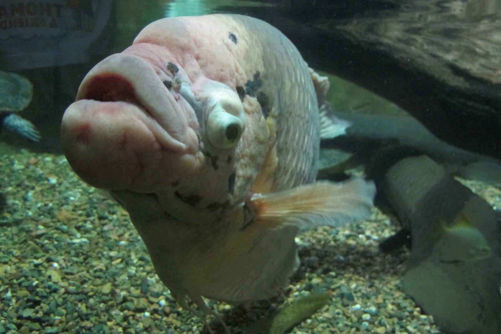 the top ten ugliest fish