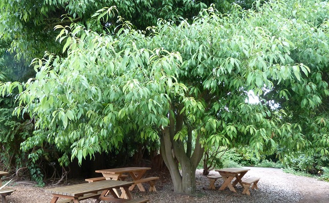 roble chino, roble blanco, roble de hojas de almez Quercus myrsinifolia