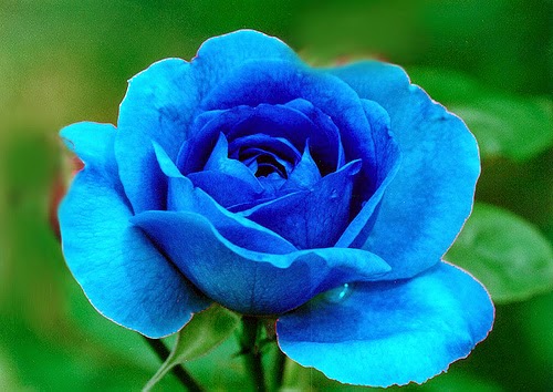 Arti Bunga  Mawar  Berdasarkan Warna dan Kuntum Bunga  