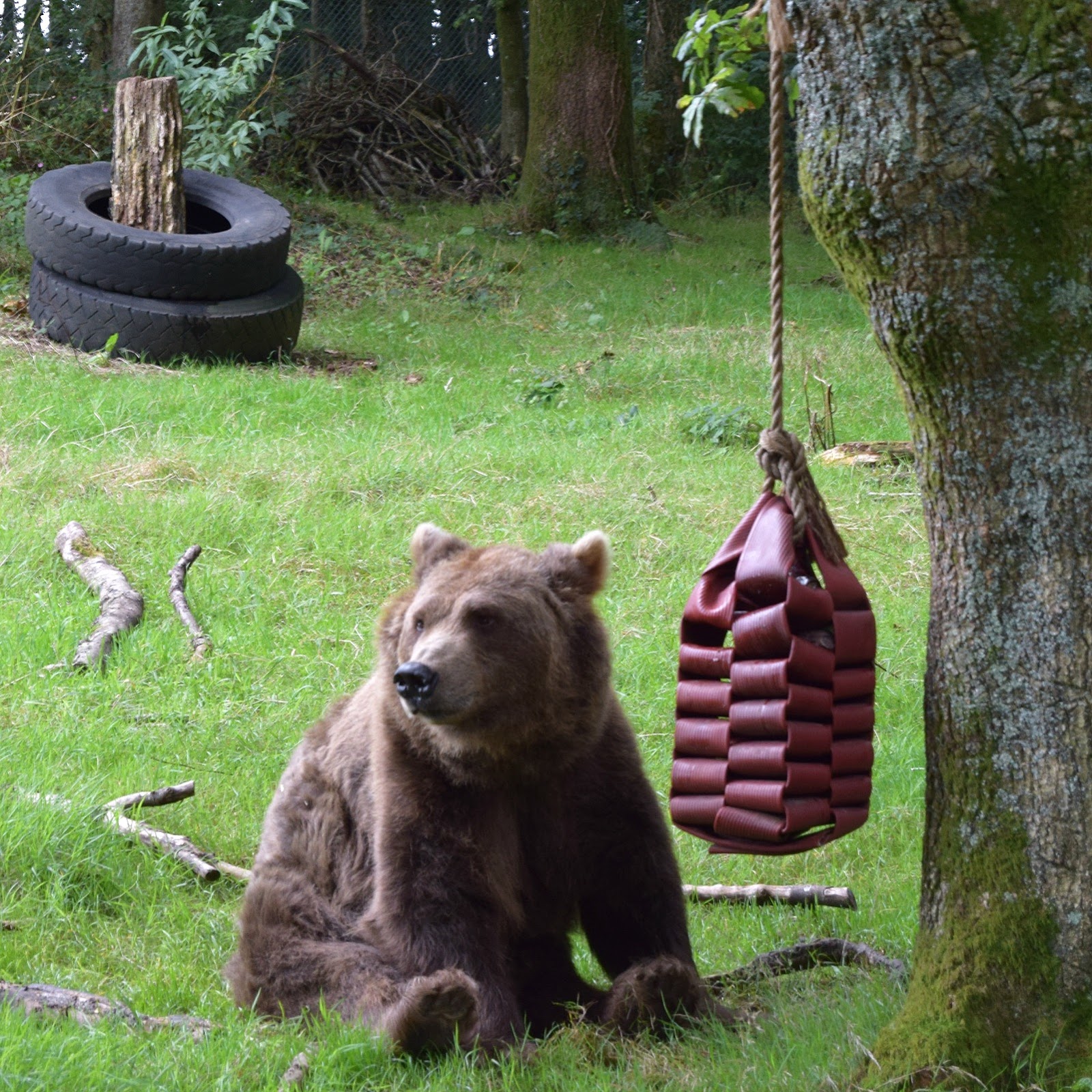 Wafflemama. Dartmoor Zoo Bear Photo Project 365