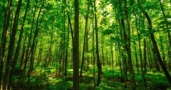 Potensi Sumber Daya Hutan Indonesia Portal Kelas